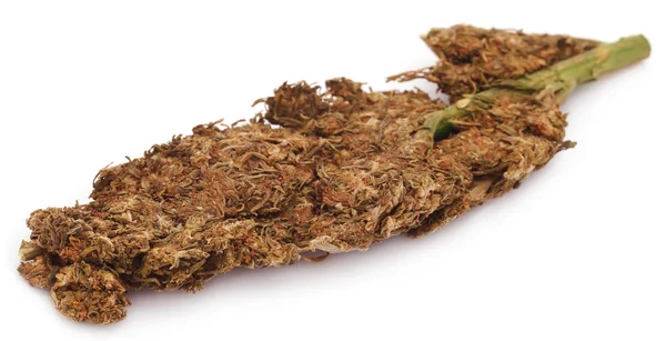 Close up de cannabis medicinal — Fotografia de Stock