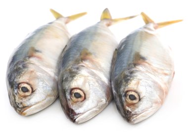 Ton balığını kapat.