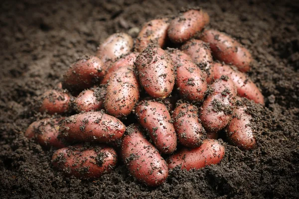 Nieuw geoogste aardappelen — Stockfoto