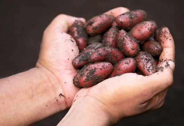 Patatas recién cosechadas — Foto de Stock
