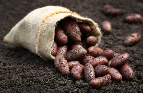 Newly harvested potatoes — Stock Photo, Image