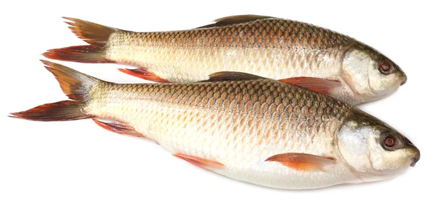 Populares peces Rohu o Rohit del subcontinente indio —  Fotos de Stock