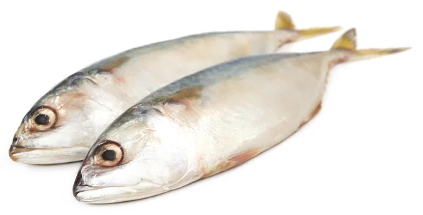 Zbliżenie tuńczyka — Zdjęcie stockowe