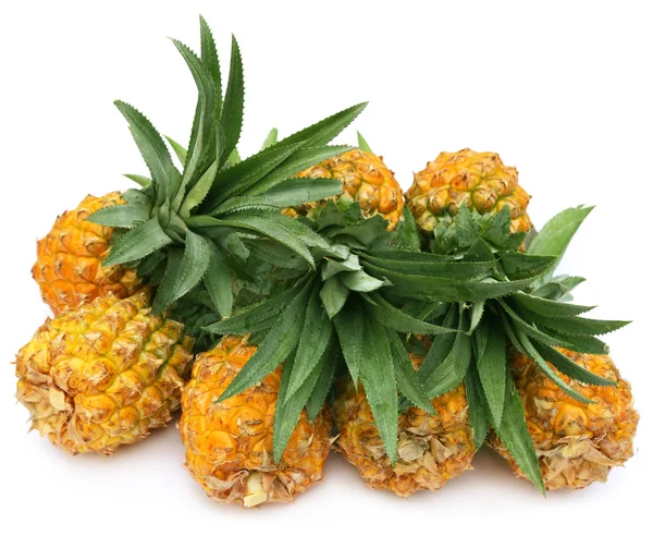 Populära honey queen ananas i Bangladesh — Stockfoto