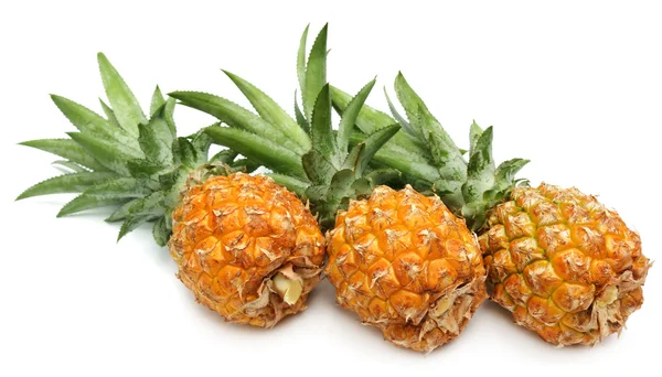 Populära honey queen ananas i Bangladesh — Stockfoto