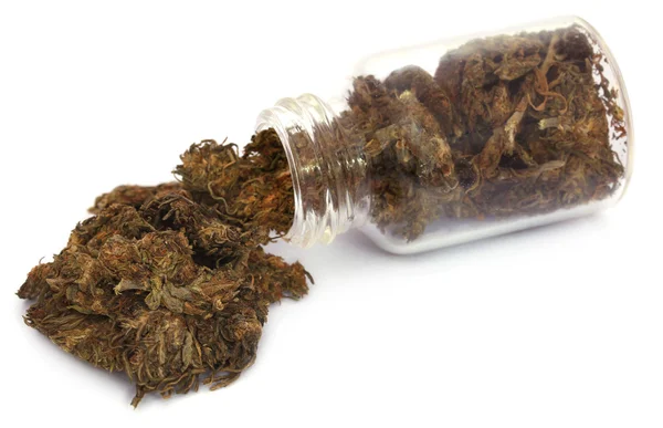 Primer plano del cannabis medicinal —  Fotos de Stock
