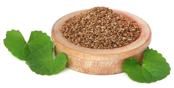 Ajwain seeds with thankuni leaves — Stock Photo, Image