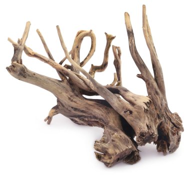 Bogwood yakın çekim