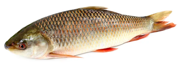 Popular Rohu or Rohit fish of Indian subcontinent — Stock Photo, Image