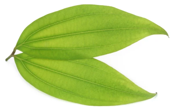 Green bay leaf — Stock Photo, Image