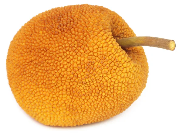 Wild jackfruit of Southeast Asia — Stockfoto