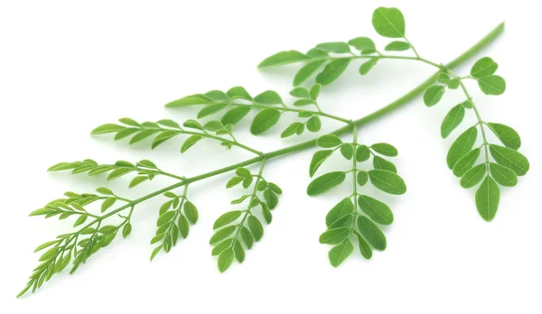 Folhas de moringa comestíveis — Fotografia de Stock