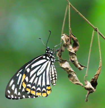 Bir blutterfly closeup