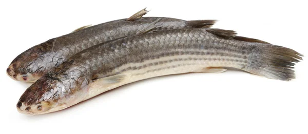 Bangladeshi local fish — Stock Photo, Image