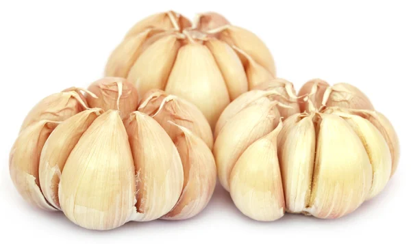 Frischer Knoblauch auf weißem Hintergrund — Stockfoto