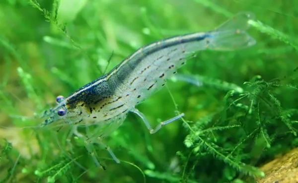 Close up of Amano shrimp — Stock Photo, Image