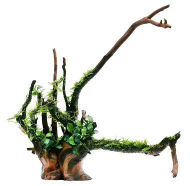 Java moss ve bogwood içinde bağlı anubias
