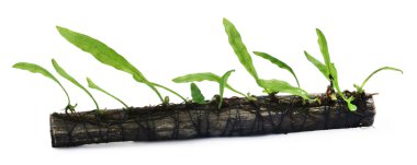 Java fern bogwood içinde bağlı