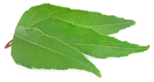 Крупним планом листя каррі — стокове фото