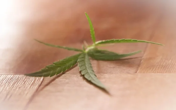 Close up de folhas de Cannabis — Fotografia de Stock