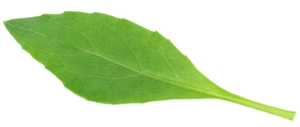 Gynura procumbens connu sous le nom d'épinards de longévité — Photo