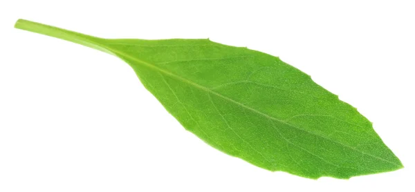 Gynura procumbens známé jako špenát dlouhověkosti — Stock fotografie