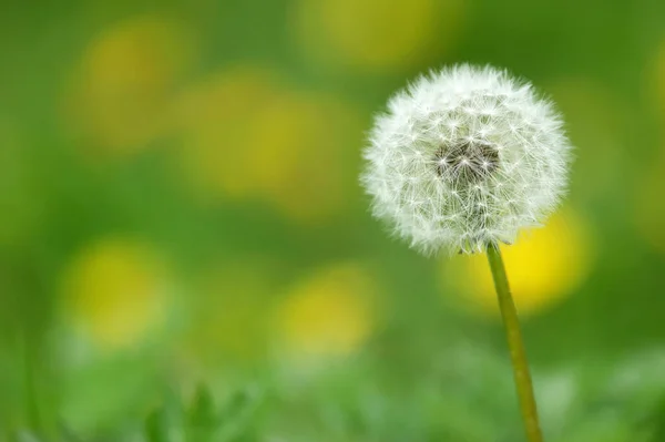 Seeds Bloomed Dandelion Nature — Stock Photo, Image