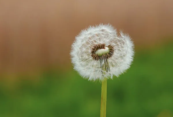 自然界に咲くタンポポの種 — ストック写真