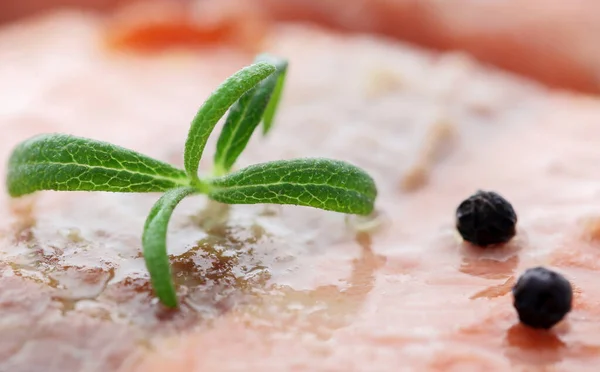 Salmone Crudo Con Foglia Rosmarino Altre Spezie — Foto Stock