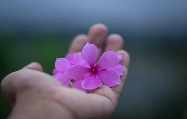 Léčivý Nayantara Nebo Catharanthus Růže Ruce — Stock fotografie