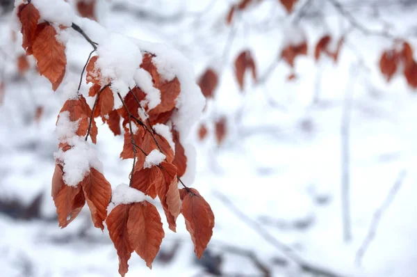 Brown leaf shaded with snow during winter