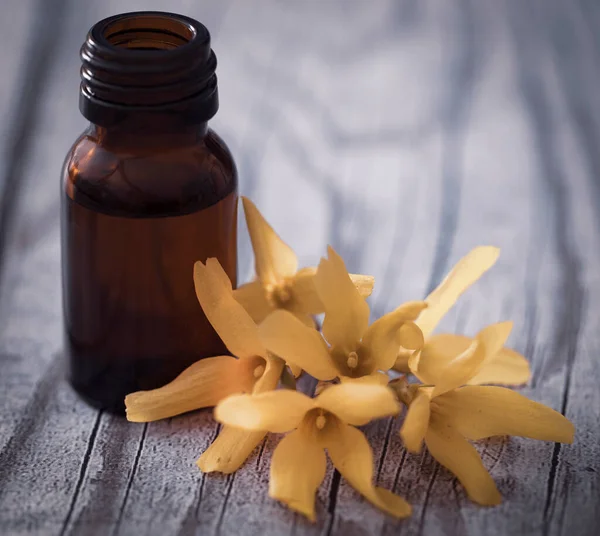 Forsythia Com Óleo Essencial Uma Garrafa — Fotografia de Stock