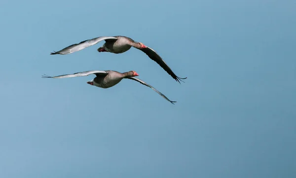 Greylag Goose Flight Spreading Wings — Stock Photo, Image