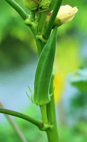 녹색 오크라 — 스톡 사진