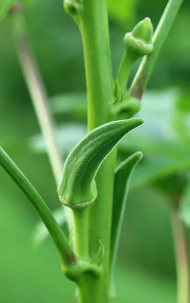 Zöld okra — Stock Fotó