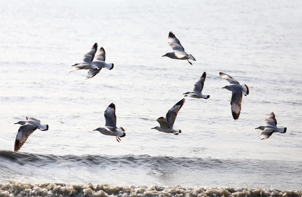 Seagull in vlucht — Stockfoto