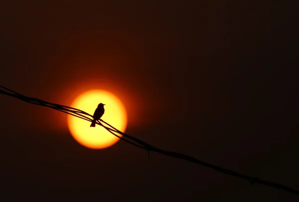 Bird sitting on wire at sunset — Stock Photo, Image