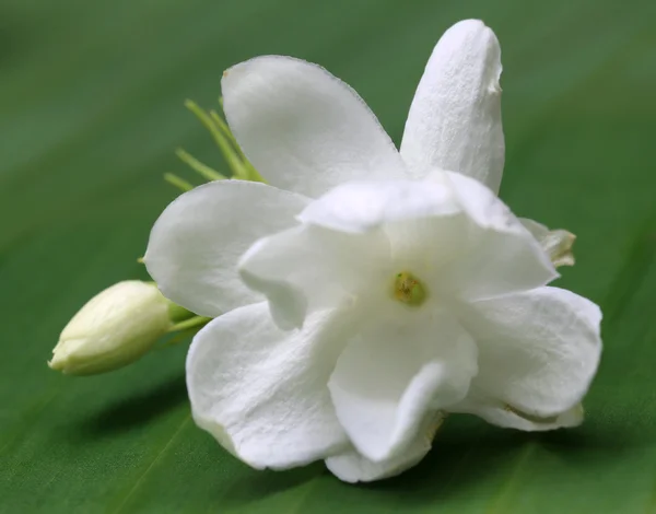 Jasmine flower on green leaf — Stock Photo, Image