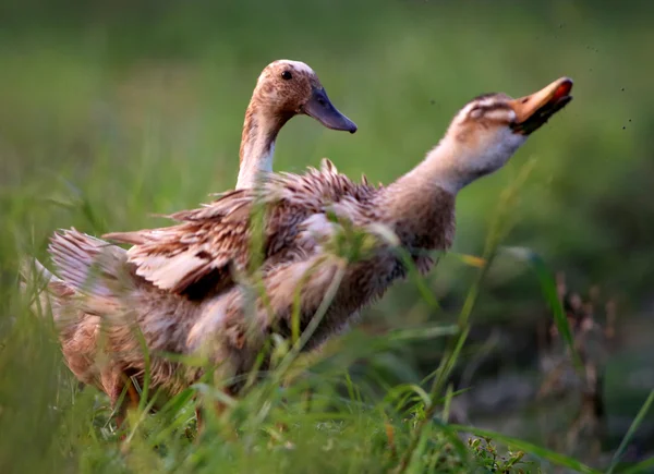 Дві качки в трав'яному полі — стокове фото