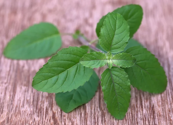 Folhas de tulsi vermelhas medicinais — Fotografia de Stock