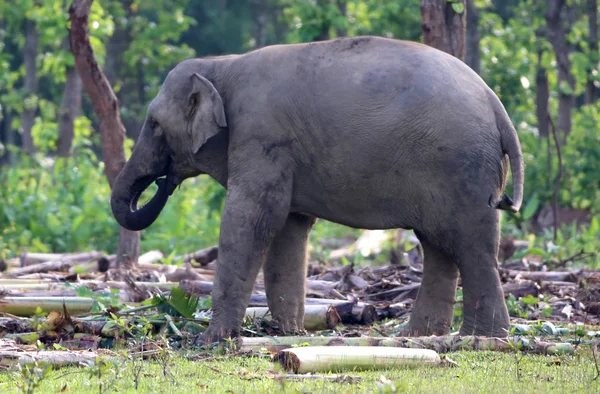 Aziatische olifant — Stockfoto