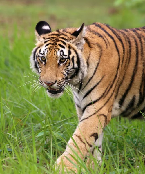 Tiger in jungle — Stock Photo, Image