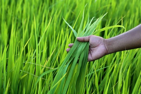 Campo de arroz verde con mano de agricultor — Foto de Stock