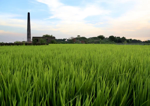 Champ de riz vert — Photo