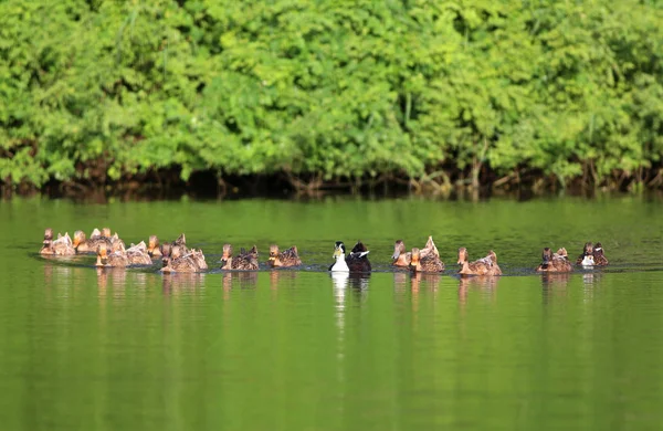 Утки плавают в озере — стоковое фото