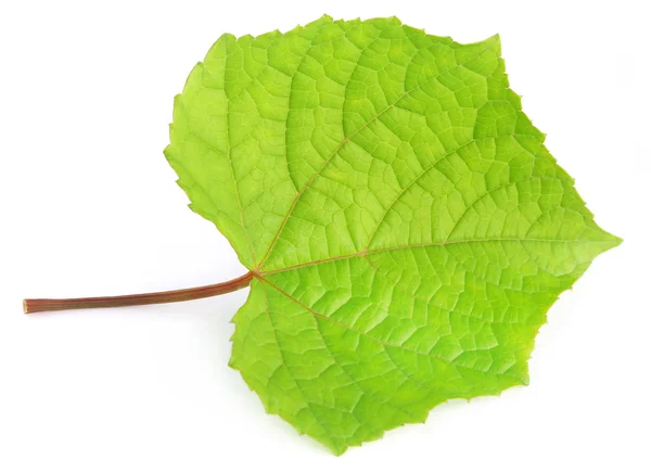 Hoja de uva — Foto de Stock