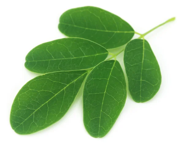 Hojas de moringa — Foto de Stock