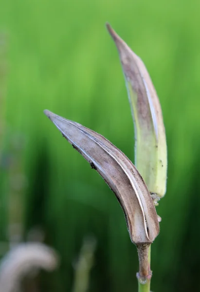 Okra essiccata — Foto Stock