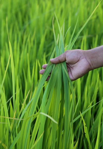 Green rice field with farmer hand — Stock Photo, Image