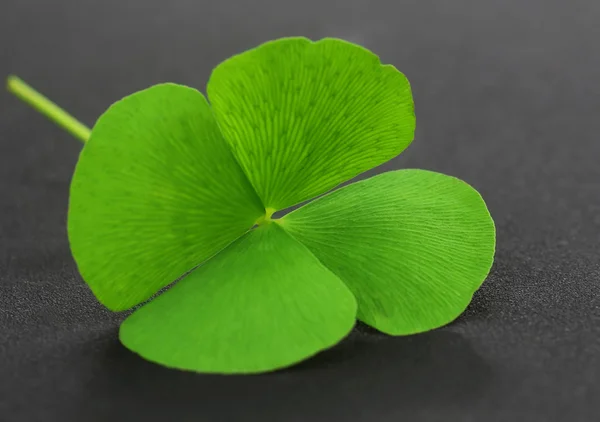 Clover leaf on gray surface — Stock Photo, Image